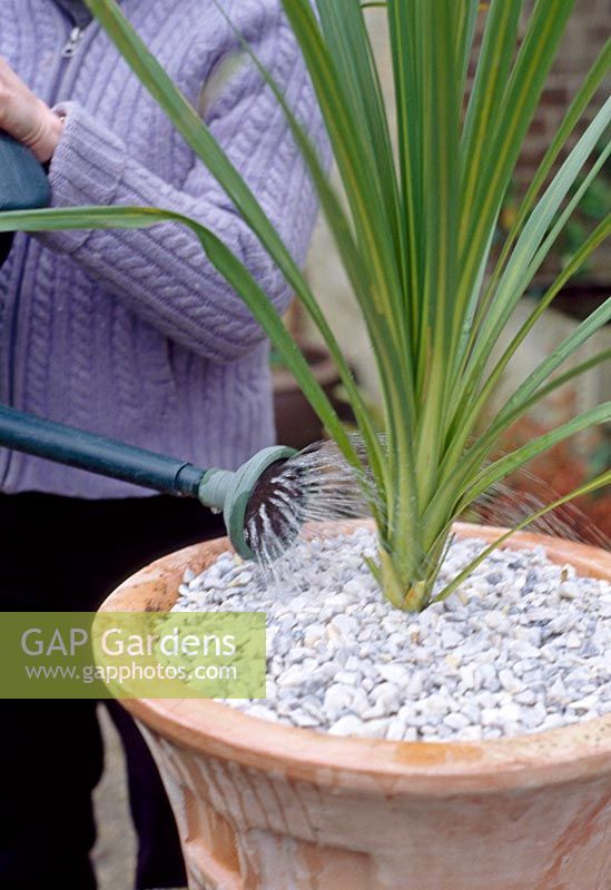 Planting a container with a specimen plant - Wash dust off pebbles whilst watering plant thoroughly