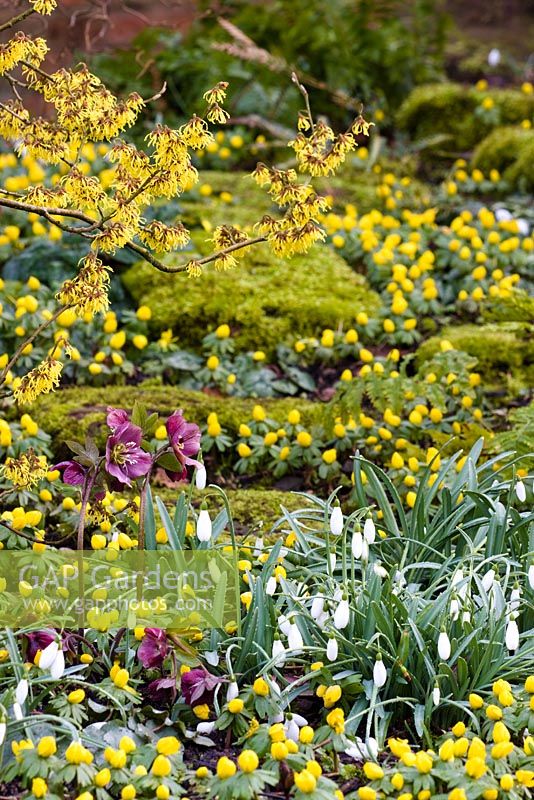 Galanthus 'Magnet' with Eranthis hyemalis, Helleborus x hybridus and Hamamelis 'Arnold Promise' - Dial Park, Chaddesley Corbett, Worcestershire