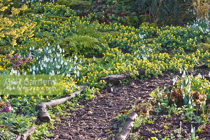 Galanthus 'Magnet' with Eranthis hyemalis, Polypodium cambricum 'Richard Kayse' and Hamamelis 'Arnold Promise' - Dial Park, Chaddesley Corbett, Worcestershire