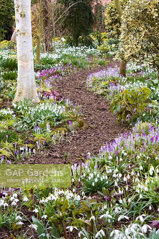 Woodland walk through Galanthus and Crocus tommasinianus with birch - Dial Park, Chaddesley Corbett, Worcestershire