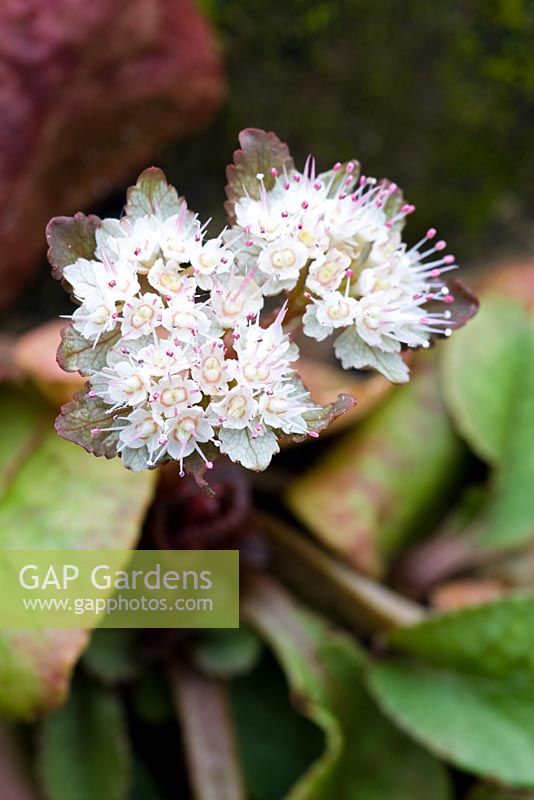 Chrysoplenium macrophyllum - Dial Park, Chaddesley Corbett, Worcestershire 
