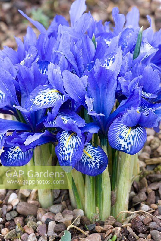 Iris histrioides 'Lady Beatrix Stanley' - Dial Park, Chaddesley Corbett, Worcestershire 
