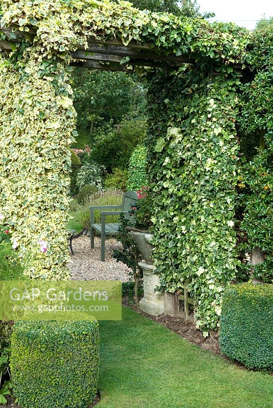 Hedera 'Gold Child' on left and 'Clotted Cream' on right, growing up pergola - Open Gardens Day 2009, Walsham-le-Willows, Suffolk