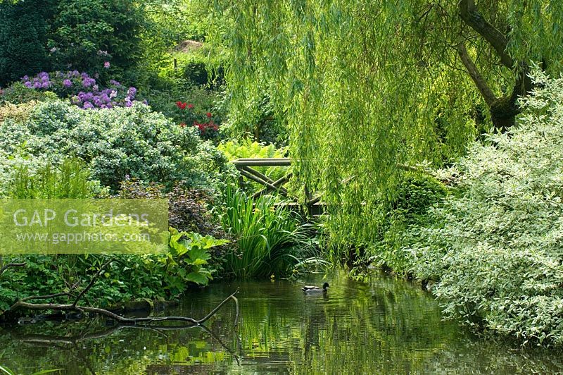 Cornus, Rhodeodendron and Salix -  Weeping Willow beside lake with duck and wooden bridge.  Hillbark, Bardsey, Yorkshire NGS