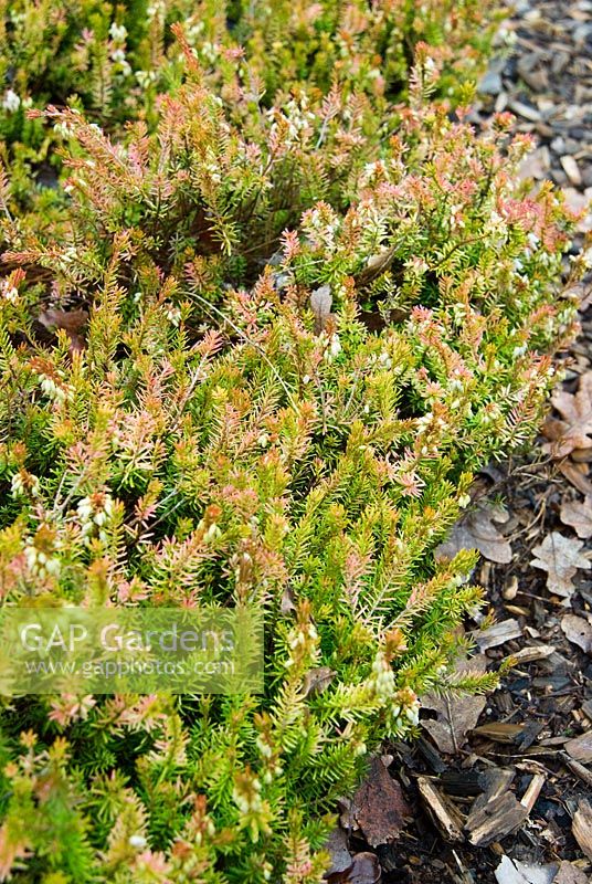 Erica carnea f. aureifolia 'Westwood Yellow' AGM - RHS Wisley