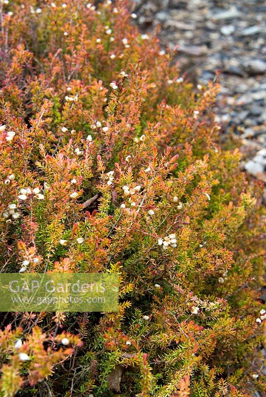 Erica cinerea f. aureifolia 'Rock Pool' - RHS Wisley