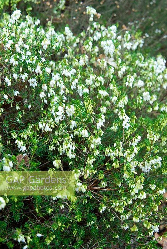 Erica x darleyensis f. albiflora 'White Perfection' AGM - RHS Wisley