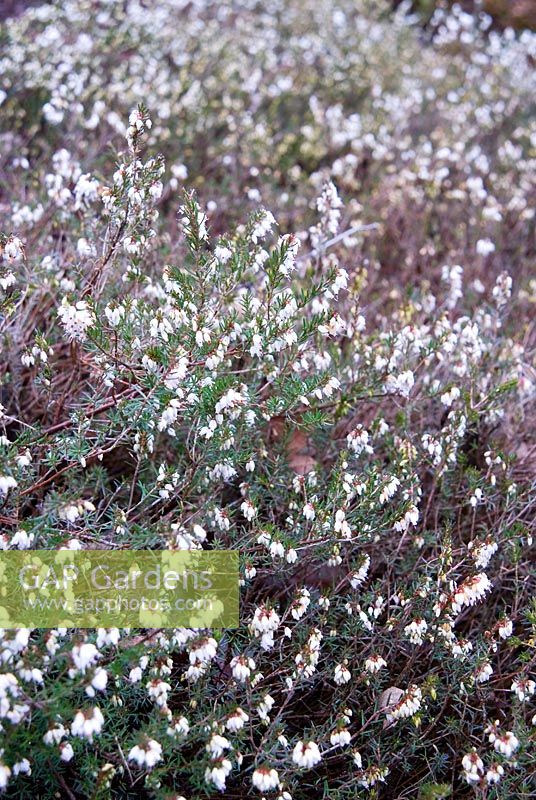 Erica x darleyensis f. albiflora 'White Glow' - RHS Wisley