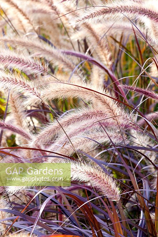 Pennisetum setaceum 'Rubrum' 