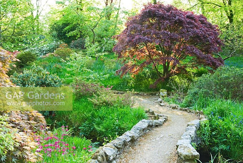 Acer palmtum with bridge over the Addicombe Brook edged by Primula pulverulenta in the foreground - Lukesland, Harford, Ivybridge, Devon