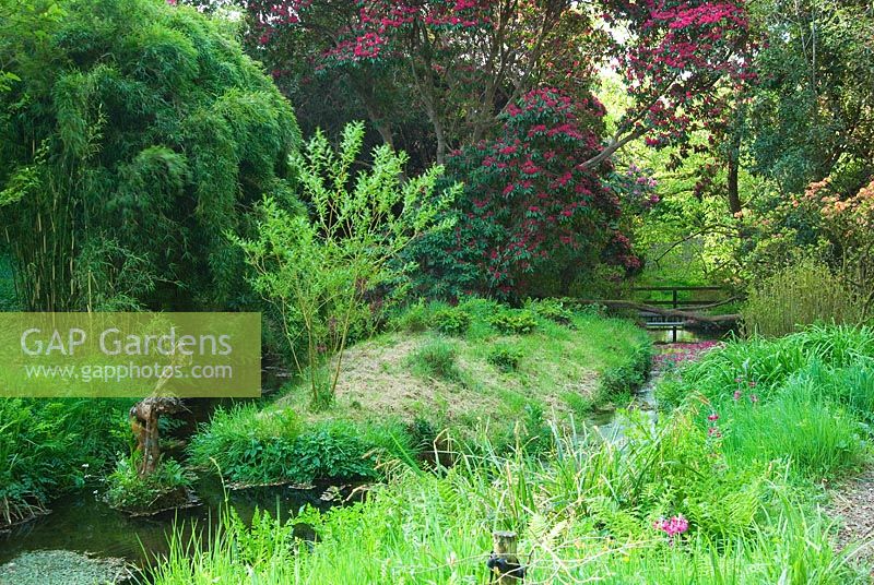 The Addicombe Brook runs through the garden and below majestic Rhododendron 'Cornish Red' - Lukesland, Harford, Ivybridge, Devon