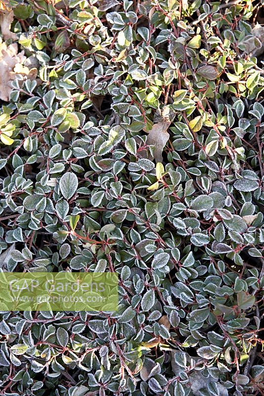 Cotoneaster dammeri 'Mooncreeper' with frost