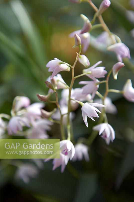 Dendrobium kingianum 