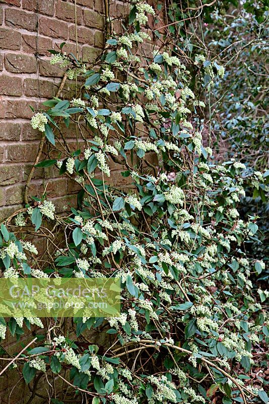 Ribes laurifolium 'Rosemoor form' - Flowering Currant