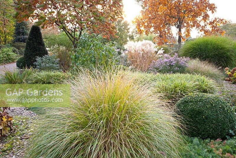 Pennisetum, Carex morrowii 'Variegata',  and Miscanthus gracillimus in mixed border