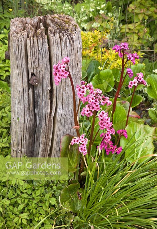 Bergenia 'Sunningdale'  - Elephants Ears. Clump forming perennial planted next to piece of driftwood in May. John Massey`s Garden Ashwood (NGS) West Midlands