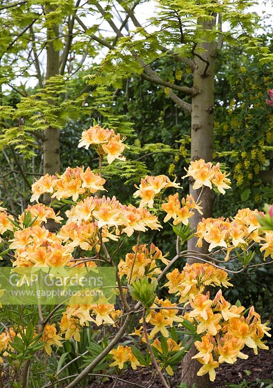 Azalea 'Arnesons Gem'.  A prolific bloomer with disease-resistant foliage. May. John Massy's Garden, Ashwood, West Midlands.