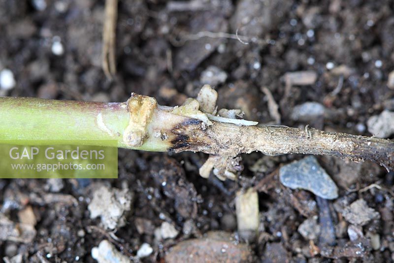 Blackleg - Leptosphaeria maculans. Close up of root stem damage on Brassica