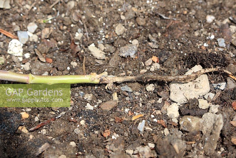 Blackleg - Leptosphaeria maculans. Close up of root stem damage on Brassica

