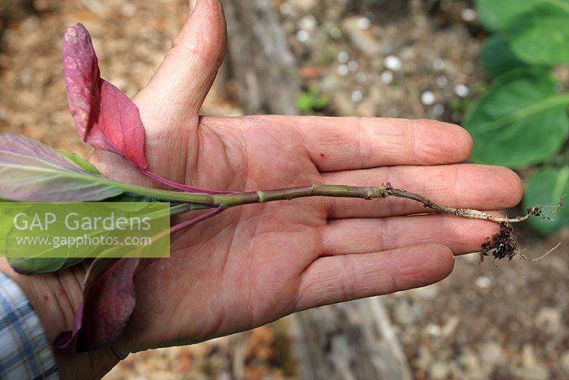 Blackleg - Leptosphaeria maculans, showing root damage and purple leaves on Brassica