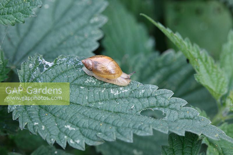 Lymnea palustris - Marsh Snail moving across Nettle leaf in damp area