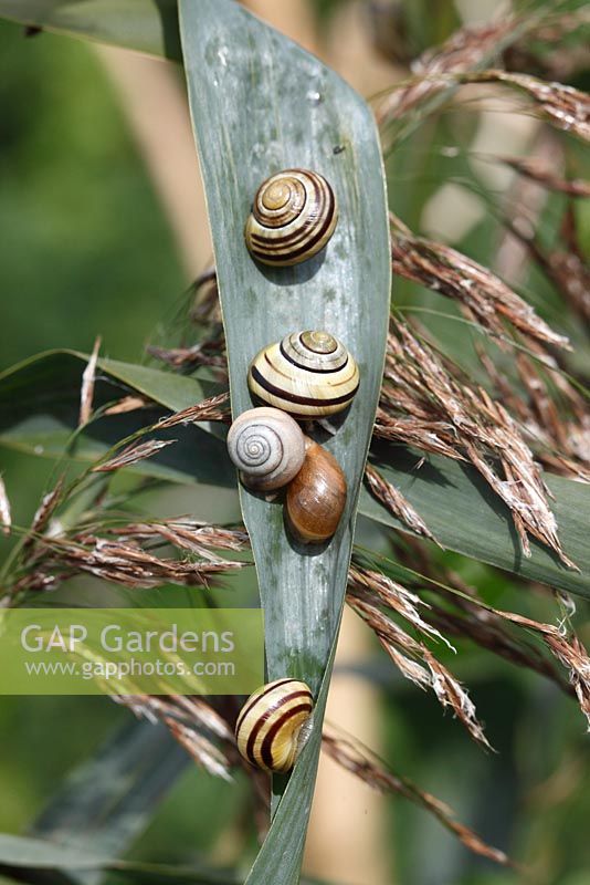 Cepaea nemoralis - Brown lipped snails, often gather in groups