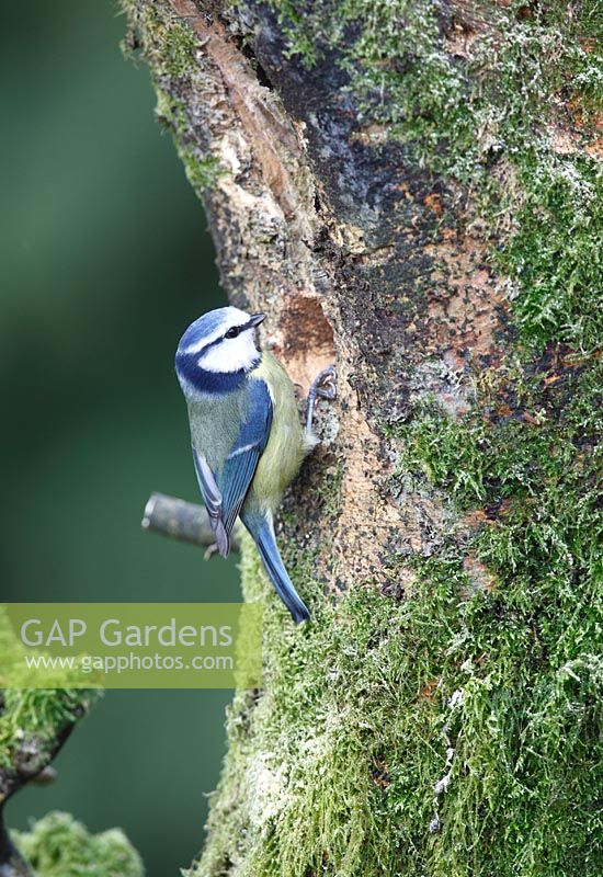 Blue tit  - Parus caeruleus, at nest hole in rotten beech tree