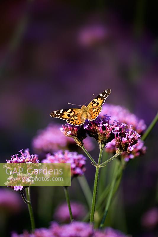 Painted Lady butterfly on Verbena bonariensis