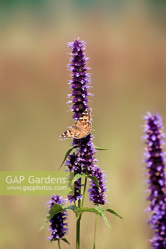Painted Lady butterfly on Agastache 'Black Adder'