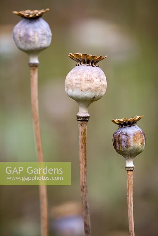 Seedheads of Papaver somniferum - Opium Poppy