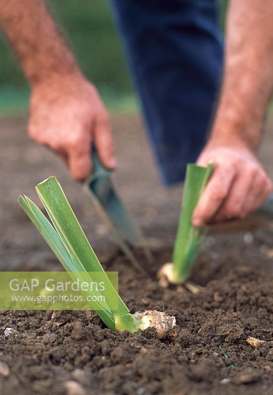 Dividing Irises. Step 5. Plant the divided clumps at the same depth as before, directly in the soil. Water thoroughly to settle the soil around the roots.