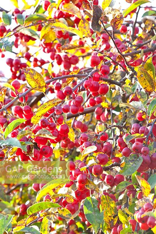 Malus 'Red Sentinel'
