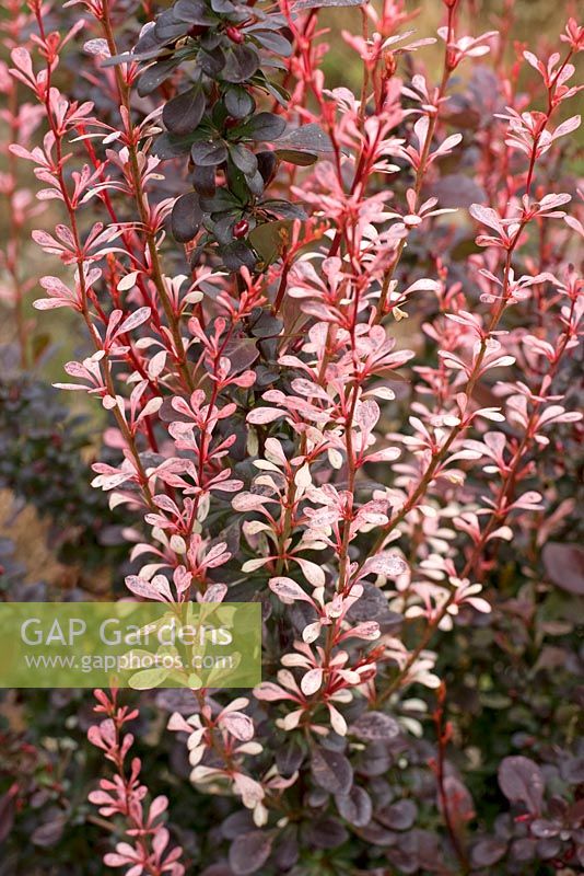 Berberis thunbergii 'Orange Rocket' - Barberry

