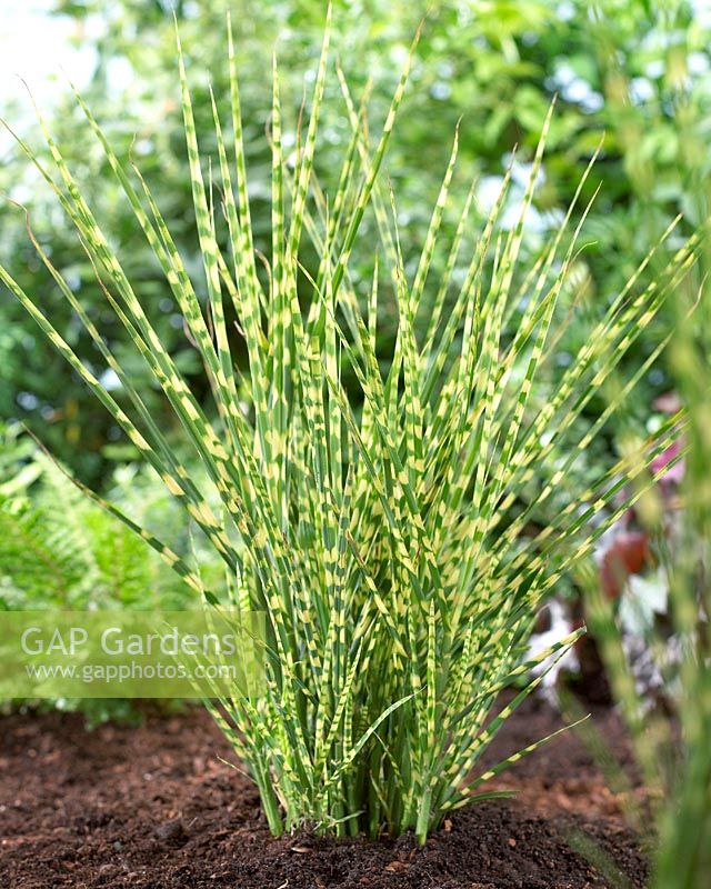 Miscanthus sinensis 'Gold Bar' ® - Tiger Grass, Zebra Grass