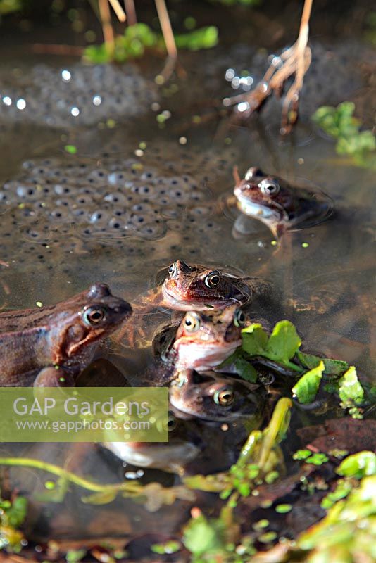 Rana temporaria - Annual breeding of common frogs in a garden pond managed for wildlife 
