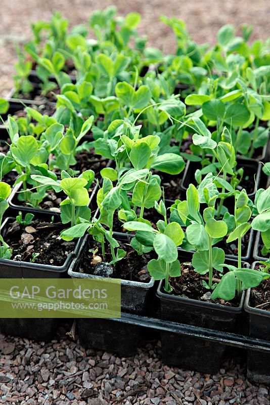 Germinating peas in pots for transplanting to avoid mouse damage