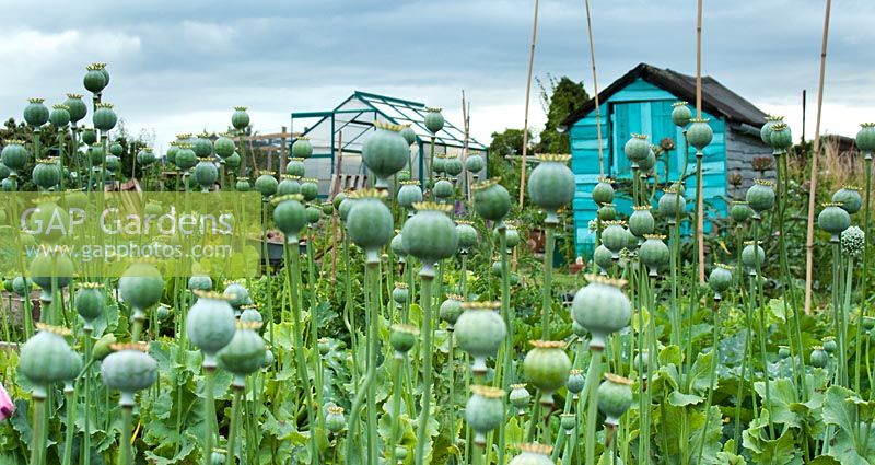 Poppies on allotment with colourful sheds behind