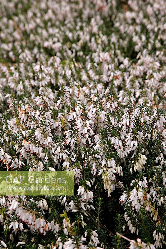 Erica carnea f. alba 'Springwood White' AGM