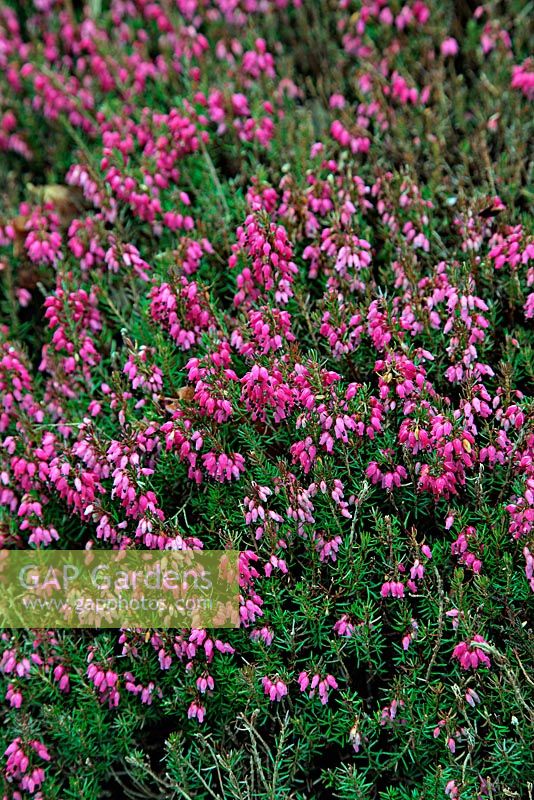 Erica carnea 'Rotes Juwel'