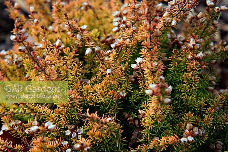 Erica cinerea f. aureifolia 'Windlebrooke' AGM in winter