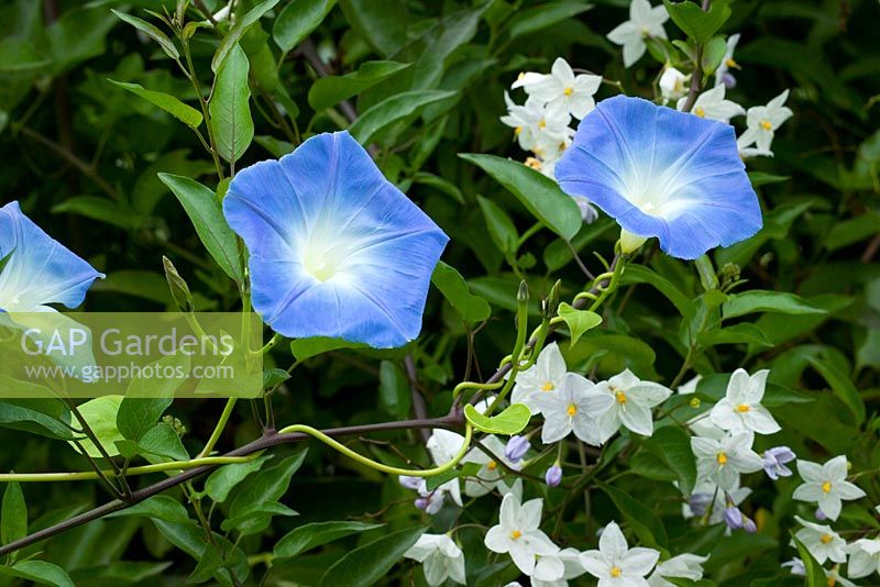 Ipomoea tricolor 'Heavenly Blue' growing with Solanum laxum syn. Solanum jasminoides in the exotic garden - Great Dixter