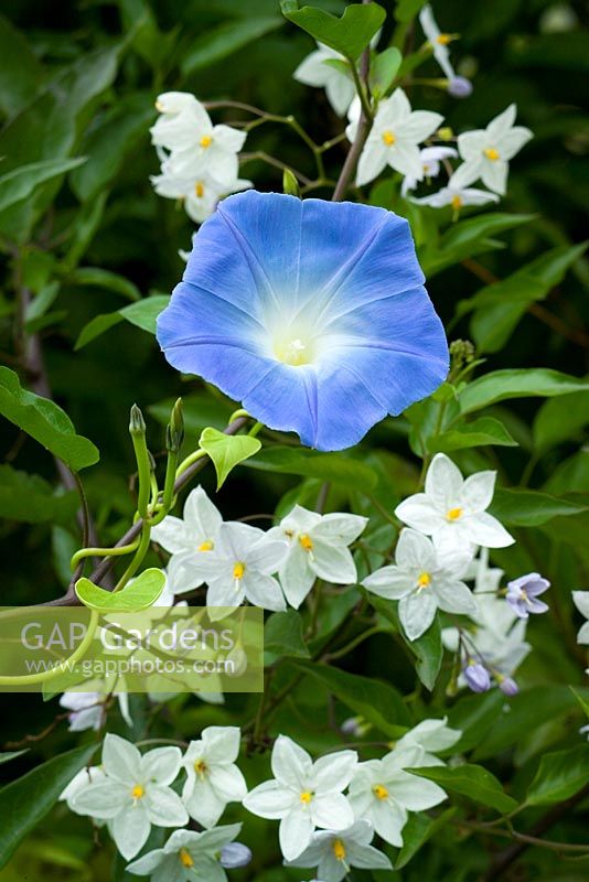 Ipomoea tricolor 'Heavenly Blue' - Morning Glory, growing with Solanum laxum syn. Solanum jasminoides in the exotic garden at Great Dixter