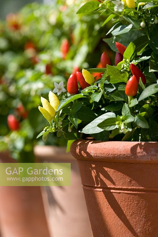 Capsicum - Chillies growing in terracotta pots