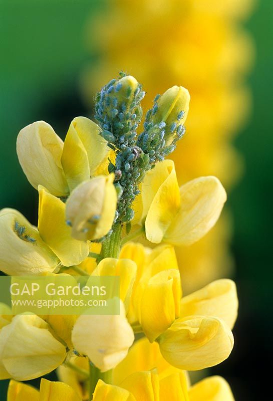 Aphids - Greenfly infestation on Lupinus flower