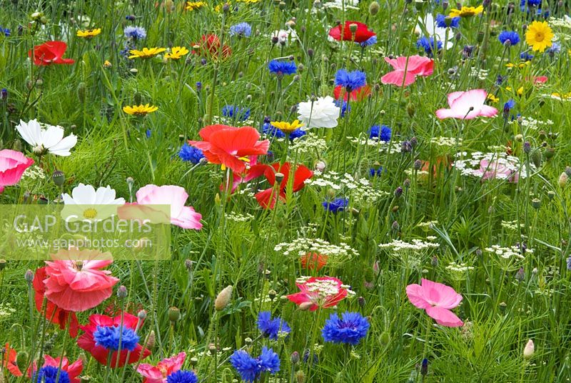 Meadow of annual wildflowers - RHS Harlow Carr