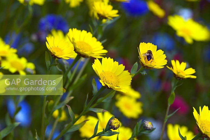 Meadow of annual wildflowers - RHS Harlow Carr