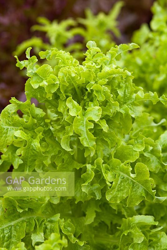 Bolted lettuce