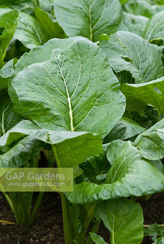 Mustard spinach 'Komatsuna'