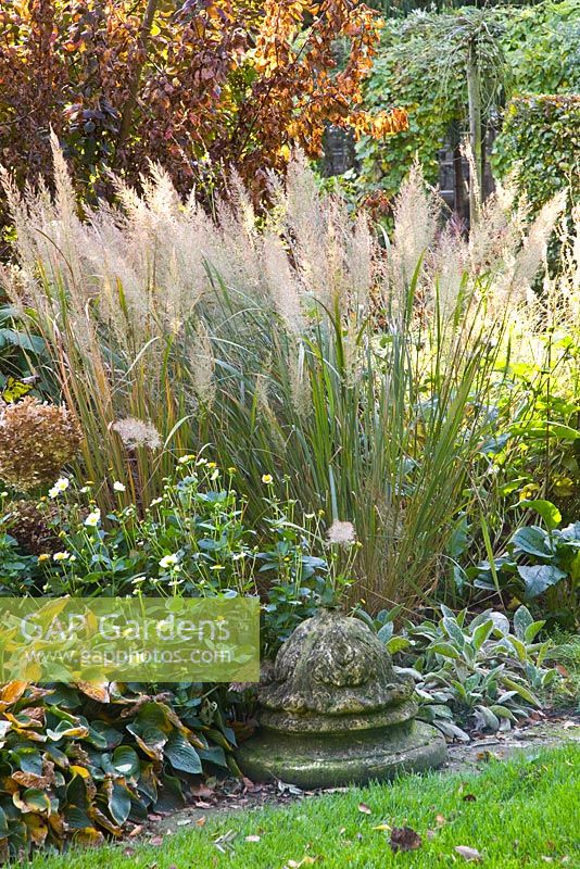 Achnatherum brachytricha in autumn border - Korean feather reed grass