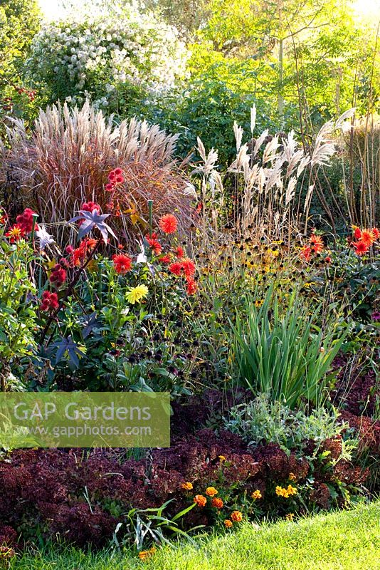 Sedum, Miscanthus sinensis 'Silver Feather', Ricinus communis, Rudbeckia hirta 'Cherry Brandy', Iris sibirica 'Dreaming Yellow' and Dahlia 'City of Alkmaar' 
